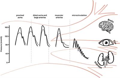 Measuring the Interaction Between the Macro- and Micro-Vasculature